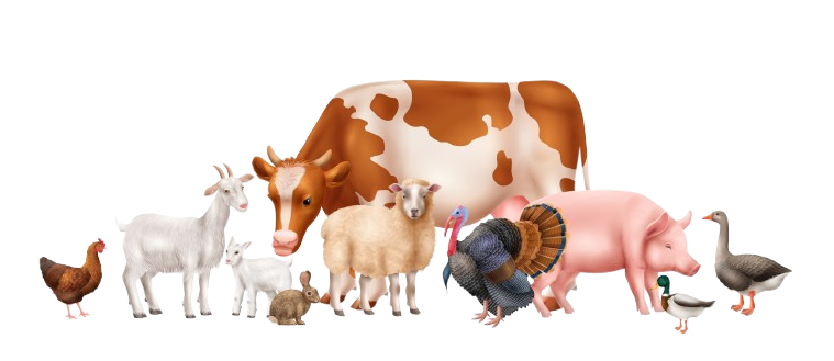 farm animals