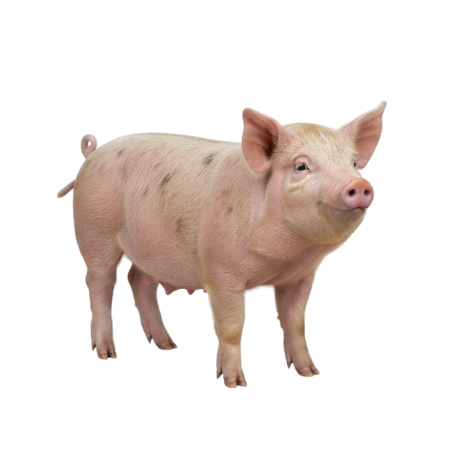 Christian_Opoku_can_you_generate_photo_of_a_Pig_png_a01e05ff-237f-4ca2-a4dc-1d862faa5f1a-removebg-preview